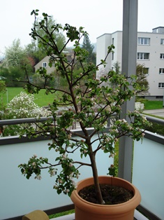 appletree