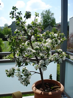appletree