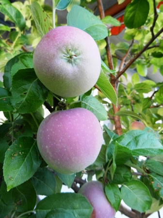 appletree